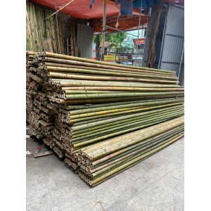 sạp giáo tre trúc, sạp giáo trát ngoài